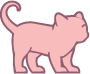 Gato Adulto Jovem