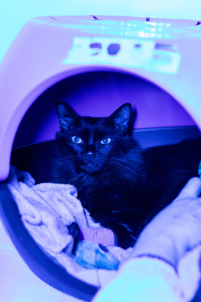 Gato internação